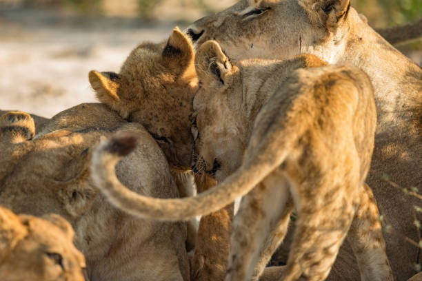 istock Lion in Africa 900618678