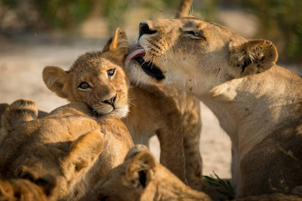 istock Lion in Africa 900618688