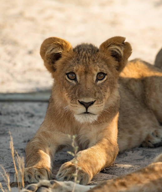 istock Lion in Africa 900618694