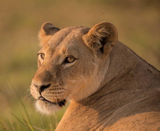 istock Lion in Africa 900618870