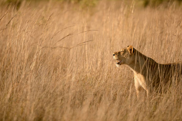 Wild Lioness (Panthera leo) looking out onto the Masai Mara for possible food.