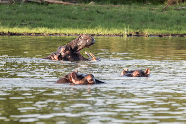 Hippopotamus Name: Hippopotamus


 akagera national park stock pictures, royalty-free photos & images