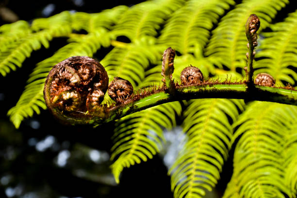 istock New Zealand Ponga Fern 900619244