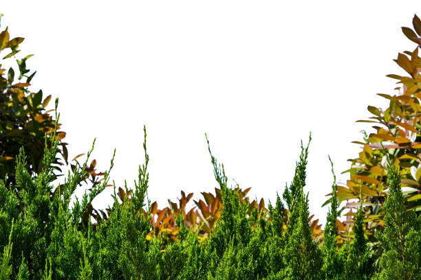 Green leaves of tree isolated on white background