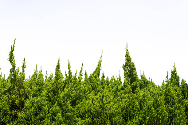 Green leaves of tree isolated on white background