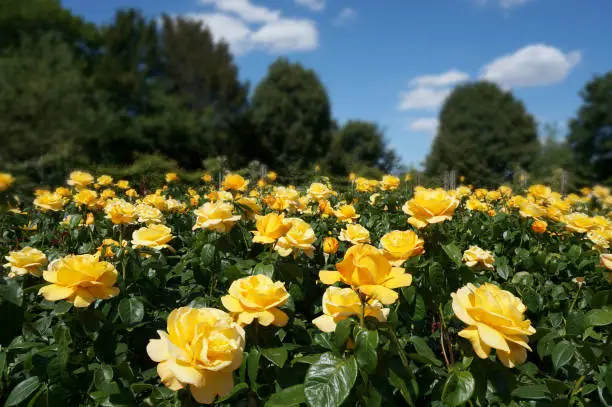 Yellow_roses, park, London, England, summer day, blue sky, fresh flowers
