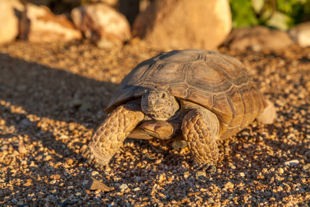 testuggine del deserto - desert tortoise foto e immagini stock