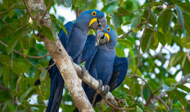 Hyacinth Macaws Close-up shot of Hyacinth Macaws parrot stock pictures, royalty-free photos & images