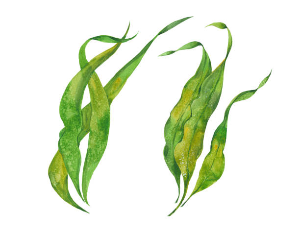 수채화 해 초 다시 마 - seaweed stock illustrations