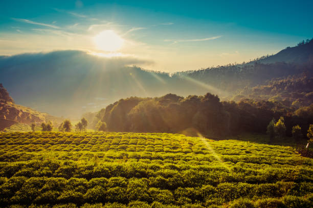 campo de la zanahoria en las montañas bajo el hermoso amanecer - oh beautiful fotografías e imágenes de stock