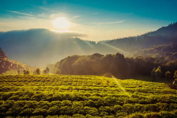 Photo of Carrot Field In The Mountains Under Beautiful Sunrise