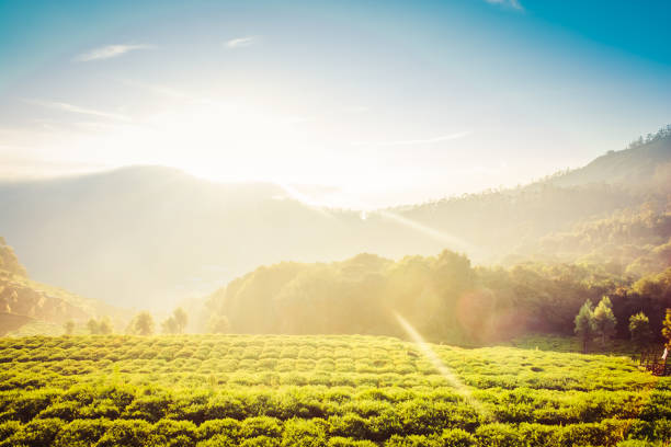 istock Carrot Field In The Mountains Under Beautiful Sunrise 900629842