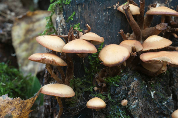 istock Sheathed woodtuft on an old stump 900630188