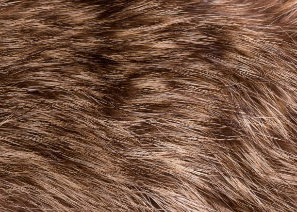 istock Raccoon fur closeup 900636600