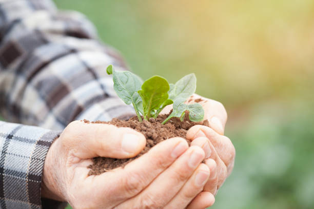 istock Senior man hands holding new growth plant 900636730