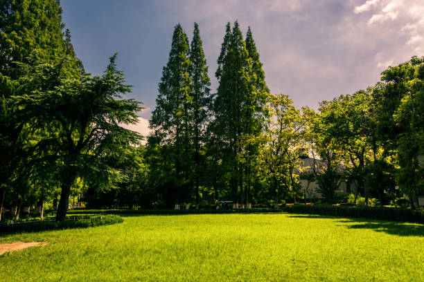 istock Green grass on a golf field 900639750