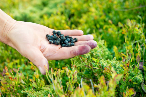 istock Hand full of wild bilberries 900640552