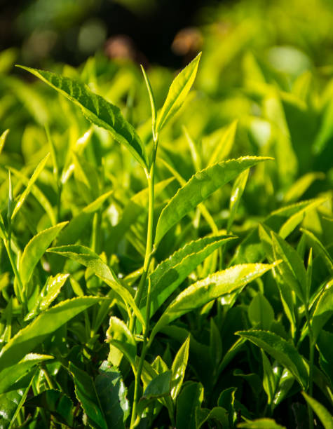 istock Green Tea Leaves In Tea Plantation 900640882