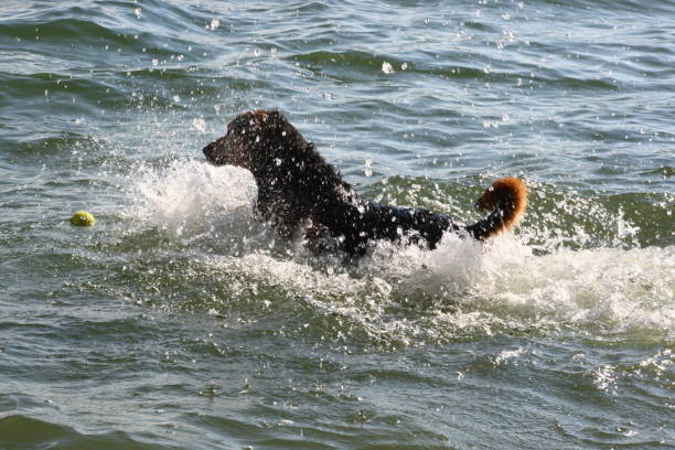 istock Dog playing in the sea 900641212
