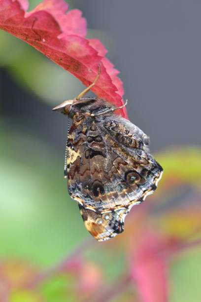 istock Red Admiral by Andrew Cooper 900641814