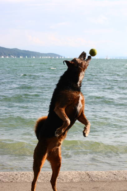istock Dog playing in the sea 900643872