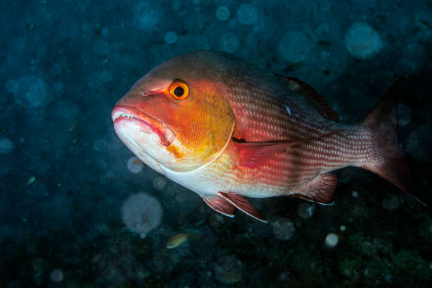 красный снаппер - living organism process horizontal close up underwater стоковые фото и изображения