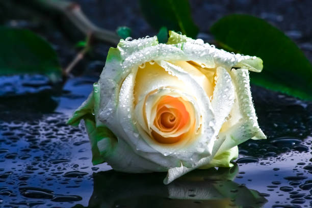 istock White and red roses, bouquet 900647808