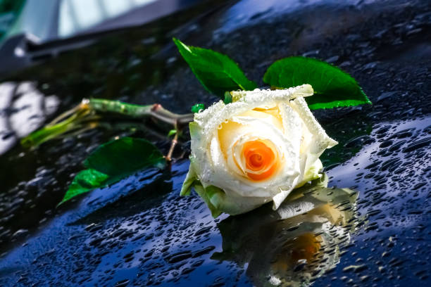 istock White and red roses, bouquet 900651084