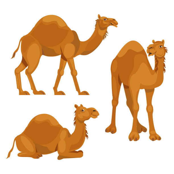 Set three camels Set three camels in different poses. Isolated on white background. Vector illustration. camel stock illustrations