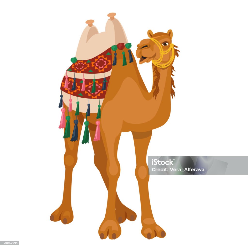 Camel with traditional colorful decorated Camel with traditional colorful decorated bridle and saddle. Camel stock vector