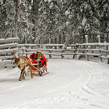 Racing on the reindeer sledges in Rovaniemi in winter