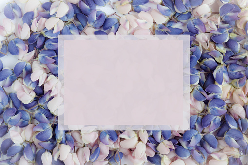 The flower petals of blue and pink lupine. Background of flowers.