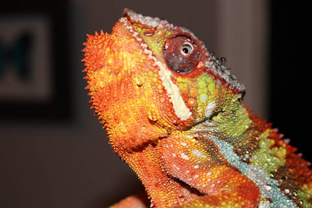 istock Panther Chameleon, Ambilobe Chameleon portrait shots 900654394
