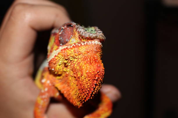 istock Panther Chameleon, Ambilobe Chameleon portrait shots 900654444
