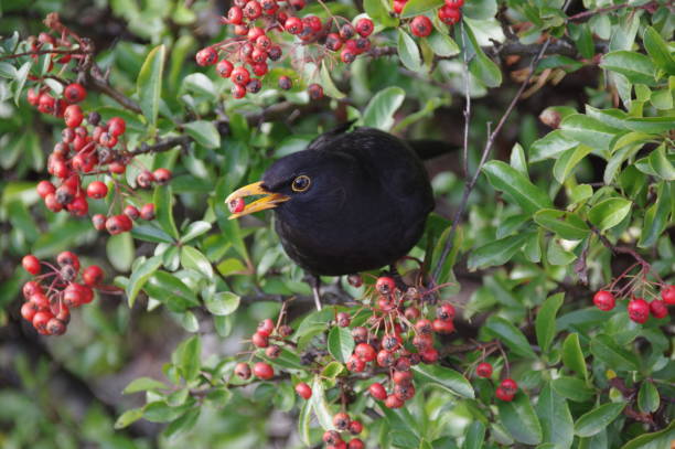 istock Blackbird picking berry's 900655560