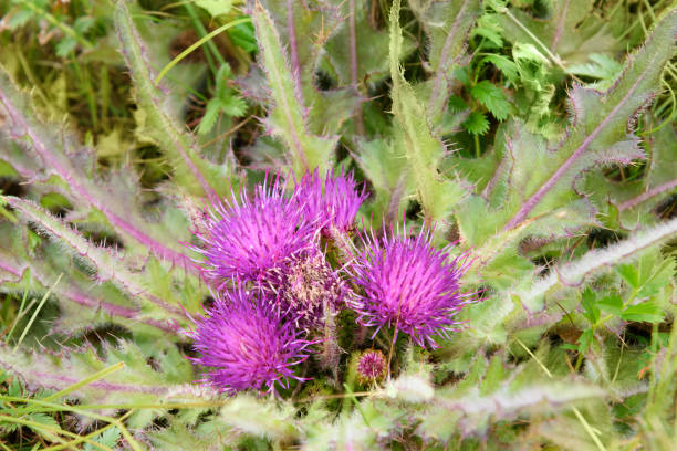 istock Cirsium esculentum flower 900655598