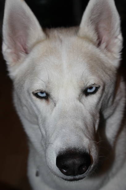 istock Siberian husky dog face portraits 900657858