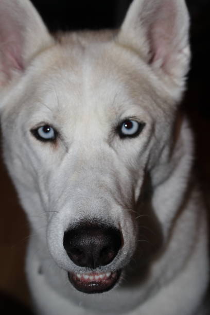 istock Siberian husky dog face portraits 900657862