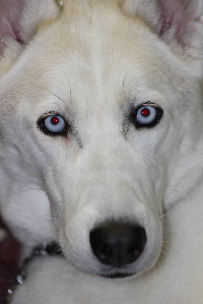 istock Siberian husky dog face portraits 900657864