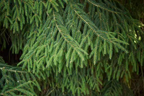 Picea orientalis Picea orientalis close up oriental spruce stock pictures, royalty-free photos & images