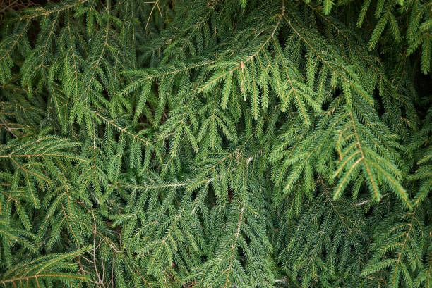 Picea orientalis Picea orientalis close up oriental spruce stock pictures, royalty-free photos & images