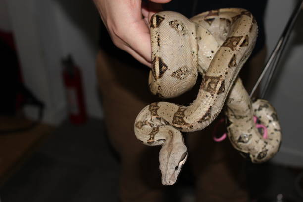 istock handling the famous boa constrictor. This is a young male 900658136
