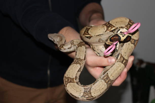 istock handling the famous boa constrictor. This is a young male 900658138