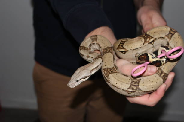 istock handling the famous boa constrictor. This is a young male 900658142