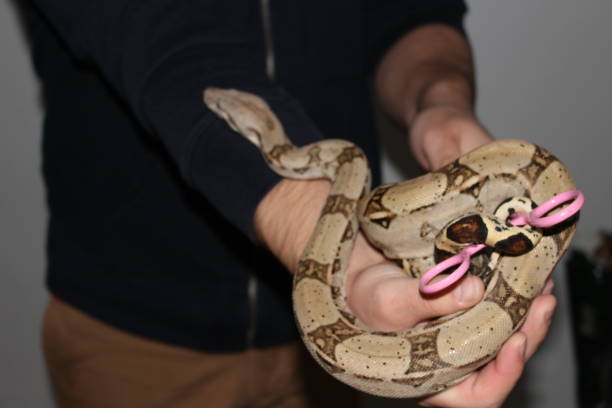 istock handling the famous boa constrictor. This is a young male 900658144