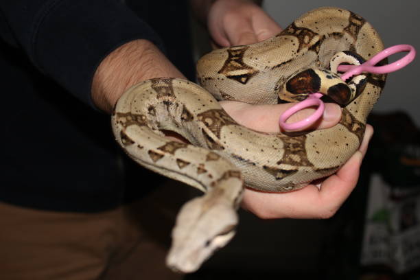 istock handling the famous boa constrictor. This is a young male 900658148