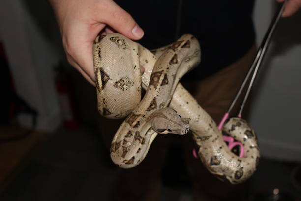 handling the famous boa constrictor. This is a young male