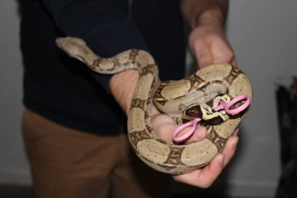 istock handling the famous boa constrictor. This is a young male 900658158