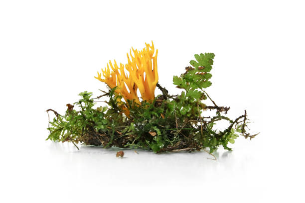 きのこ黄色 stagshorn (calocera viscosa) - table macro still life studio shot ストックフォトと画像