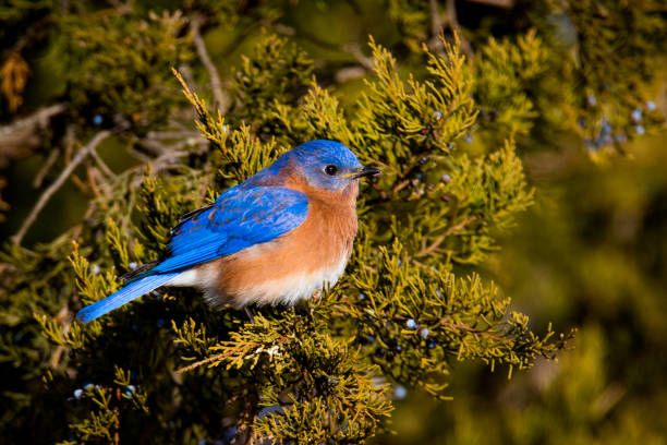 동부파랑지빠귀 - mountain bluebird bird bluebird blue 뉴스 사진 이미지